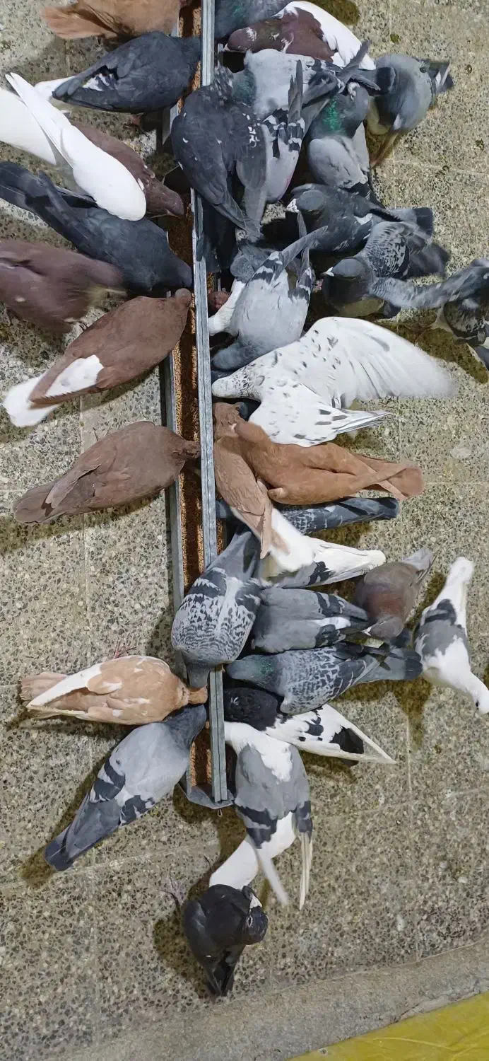 کفتر پلاکی|پرنده|فولادشهر, زاینده رود|دیوار