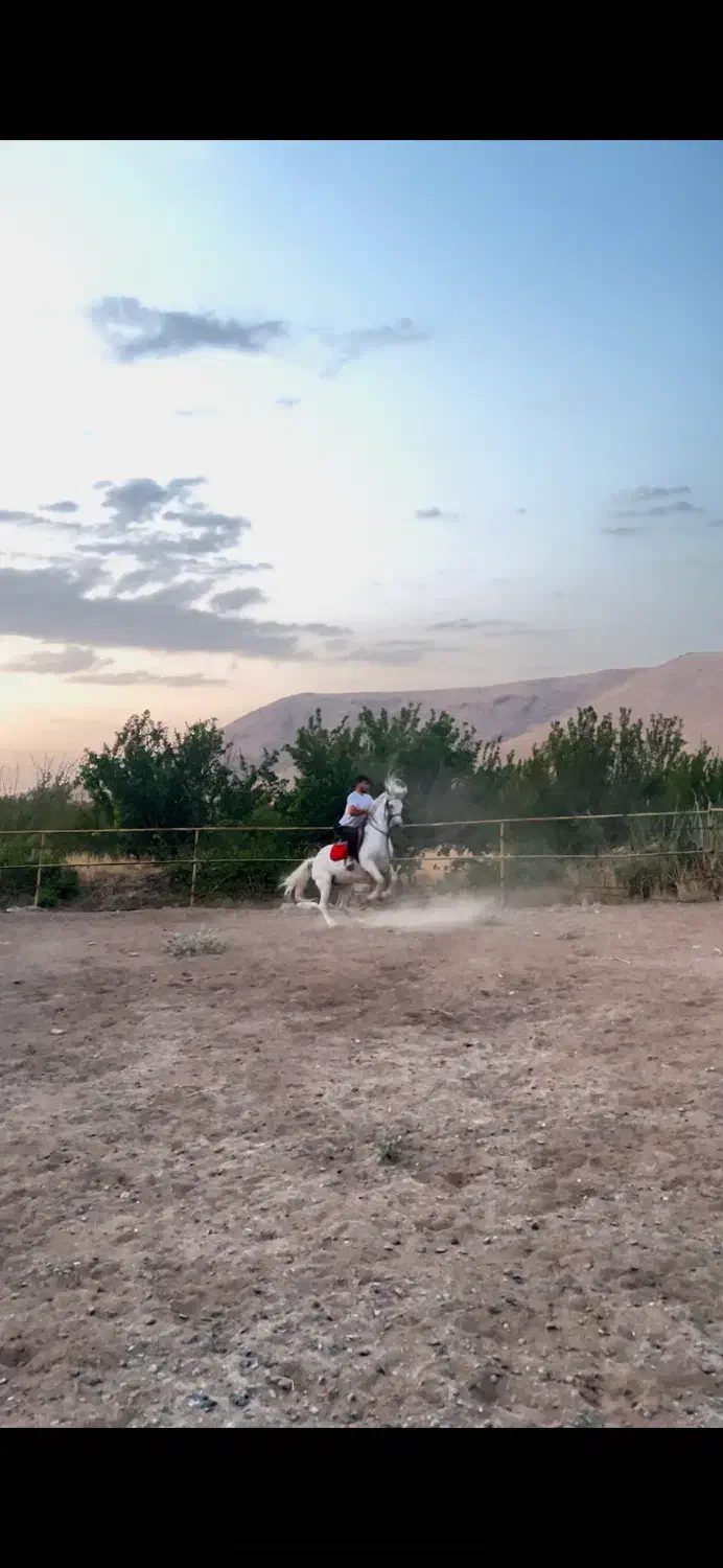 مادیان کرد درجه یک|اسب و تجهیزات اسبسواری|بوکان, |دیوار