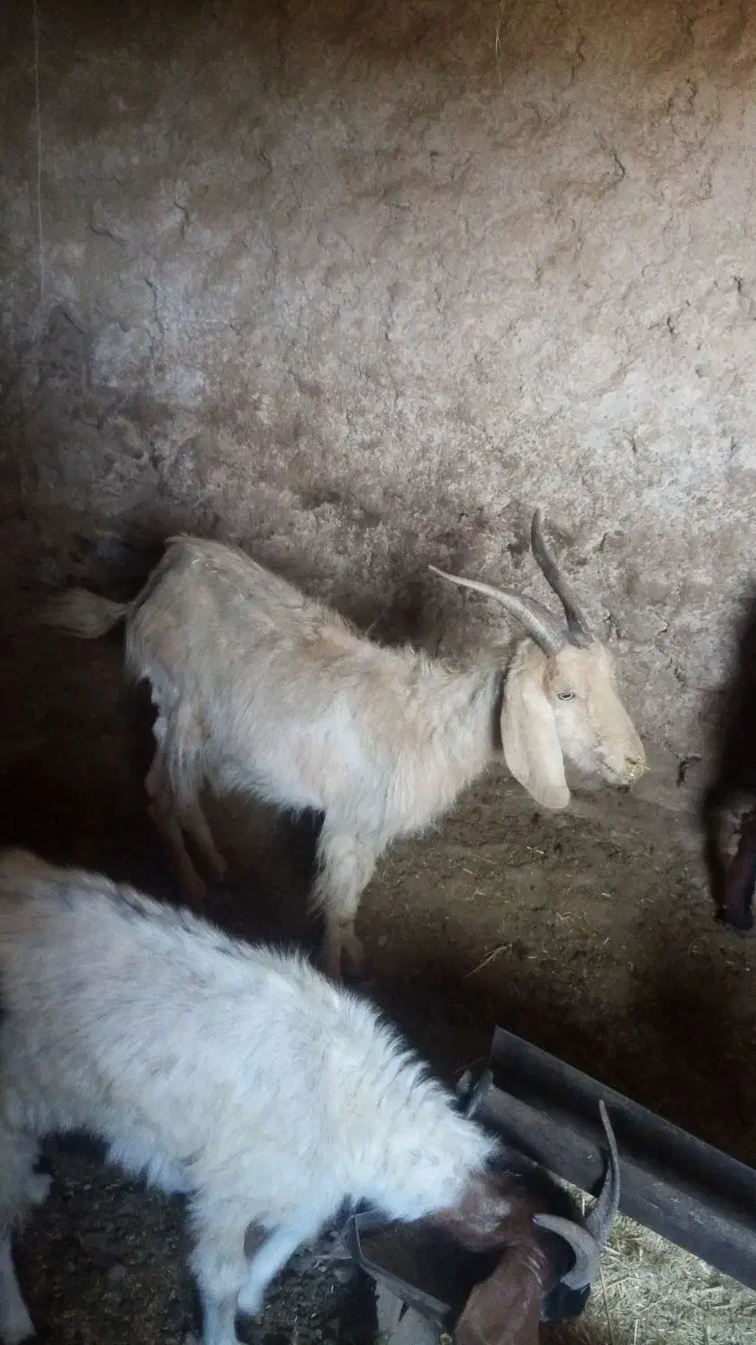 5 عد د بز بفروش میرسذ|حیوانات مزرعه|شیراز, مسلم|دیوار