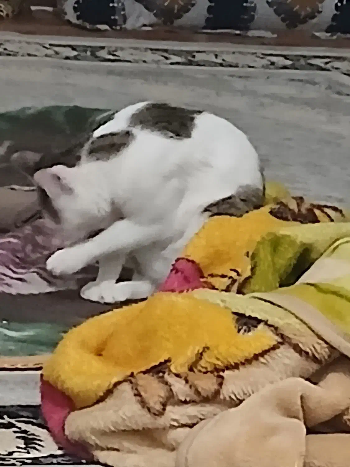 گربه|گربه|زنجان, |دیوار