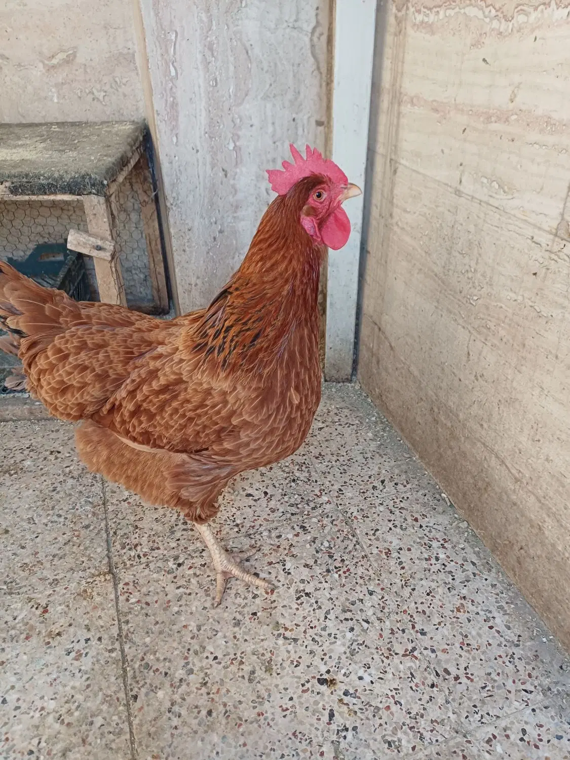 مرغ|حیوانات مزرعه|مشهد, جانباز|دیوار