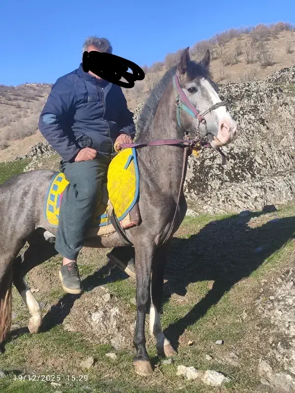 اسب یورقه|اسب و تجهیزات اسب‌سواری|خاو و میرآباد, |دیوار