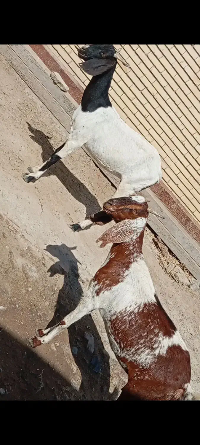 گیسه بزدوقلوزا|حیوانات مزرعه|جیرفت, |دیوار