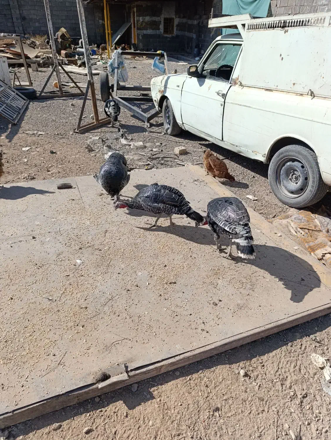 بقلمون خانگی ومرغ خانگی همش جوان تازه به تخم امده|حیوانات مزرعه|تربت جام, شهرک آزادگان|دیوار