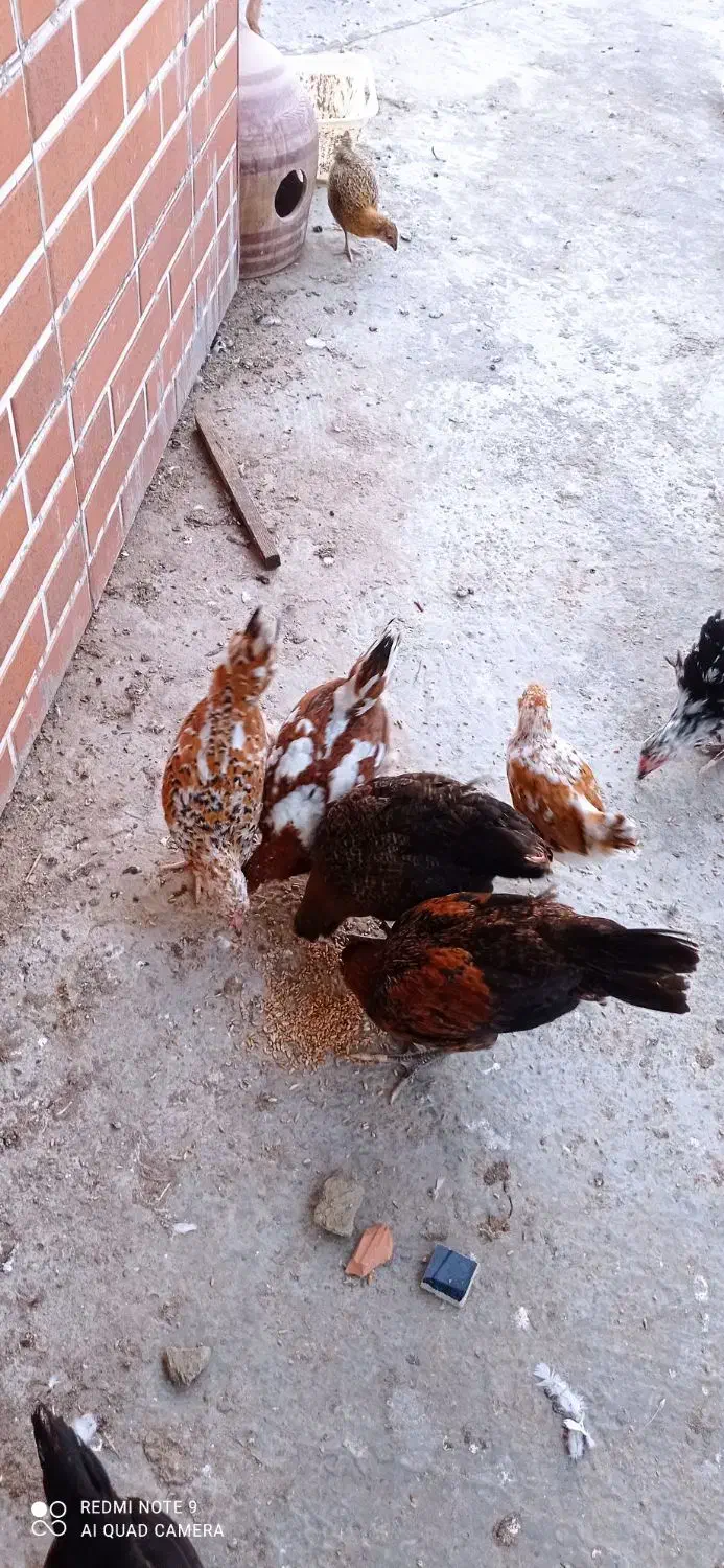 مرغ و خروس گلین ومحلی|حیوانات مزرعه|نکا, |دیوار