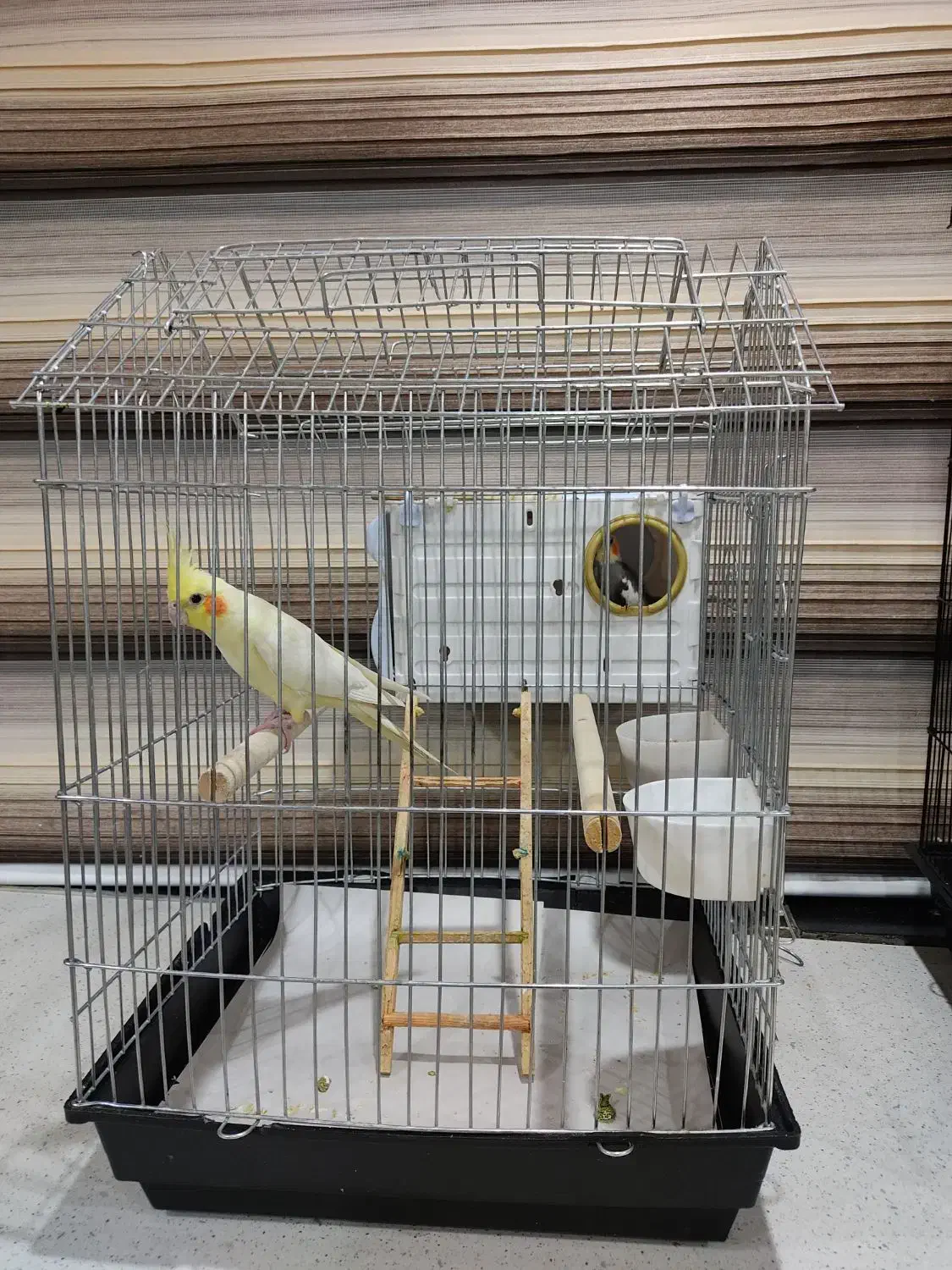 عروس هلندی|پرنده|قروه, |دیوار