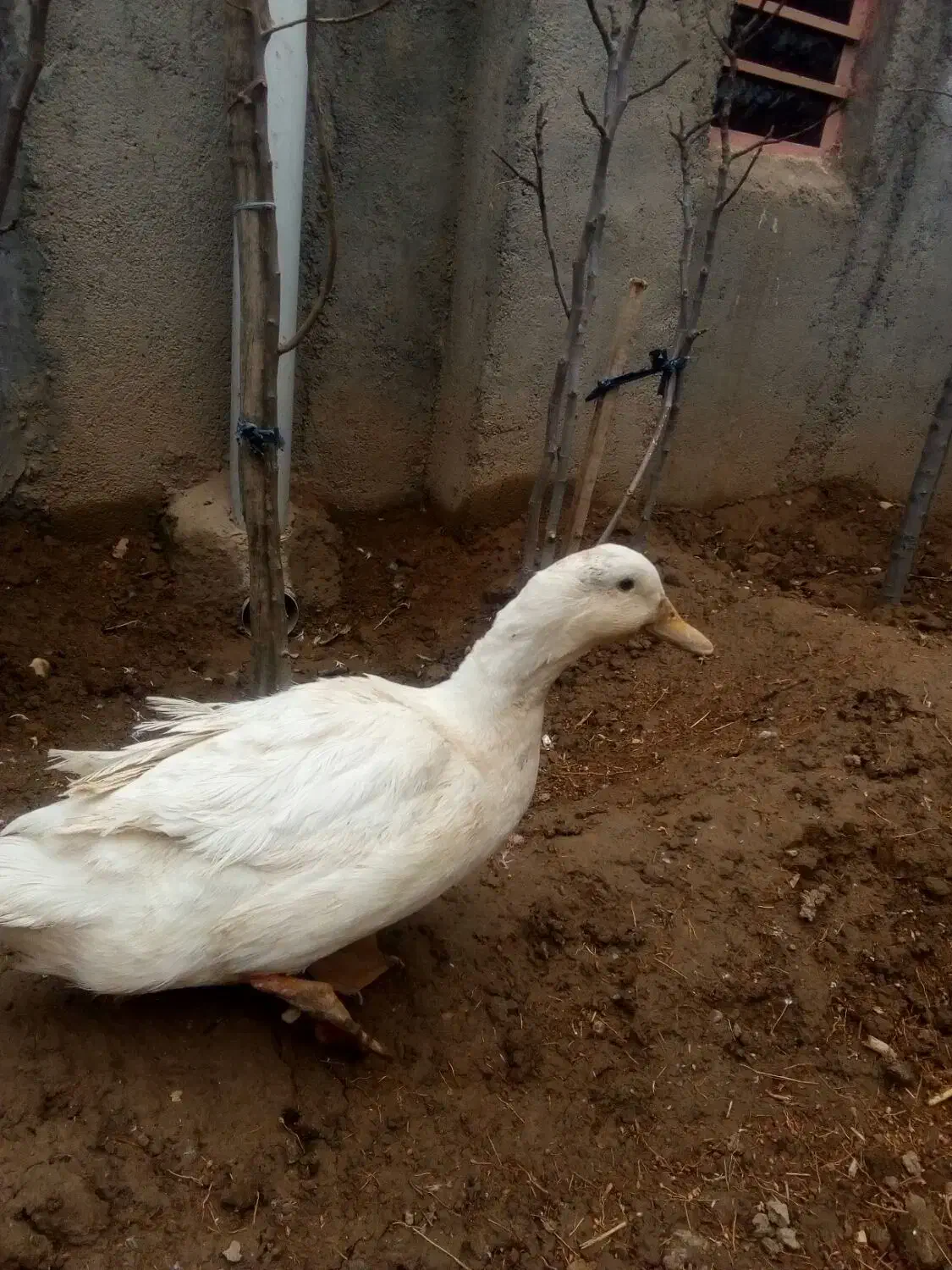 اردک درشت نر|حراج|شاهرود, |دیوار