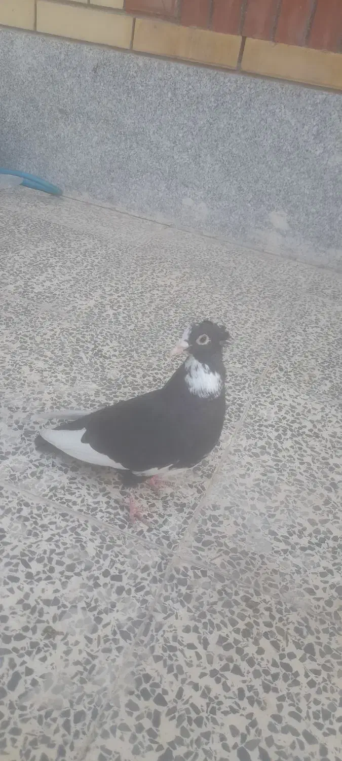 کفتر پلنگ|پرنده|کرمان, |دیوار