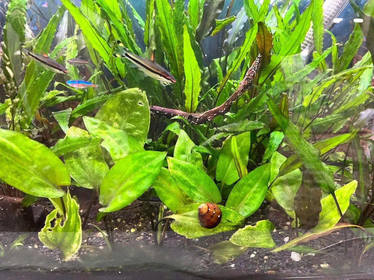 آکواریوم|ماهی|نقده, |دیوار