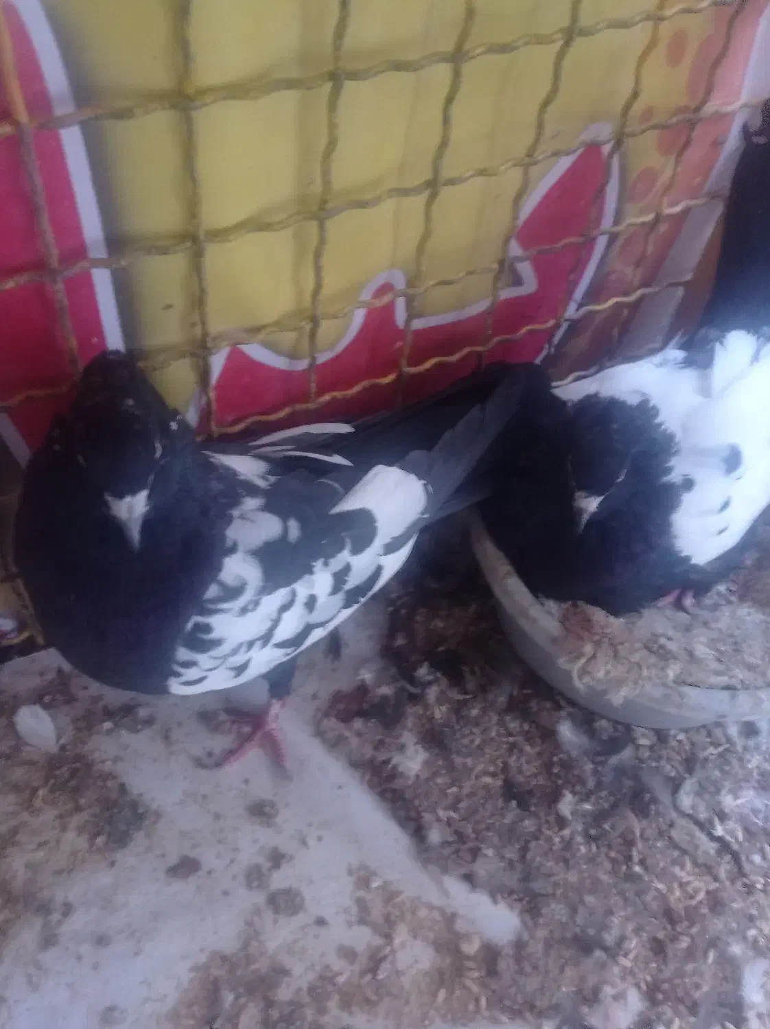 کبوتر سینه ای|پرنده|مهریز, |دیوار