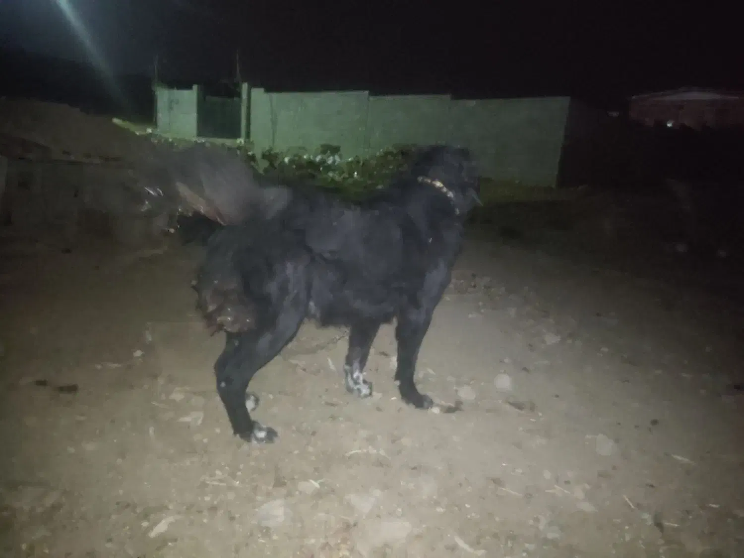 سگ قدرجان|سگ|کرمانشاه, |دیوار