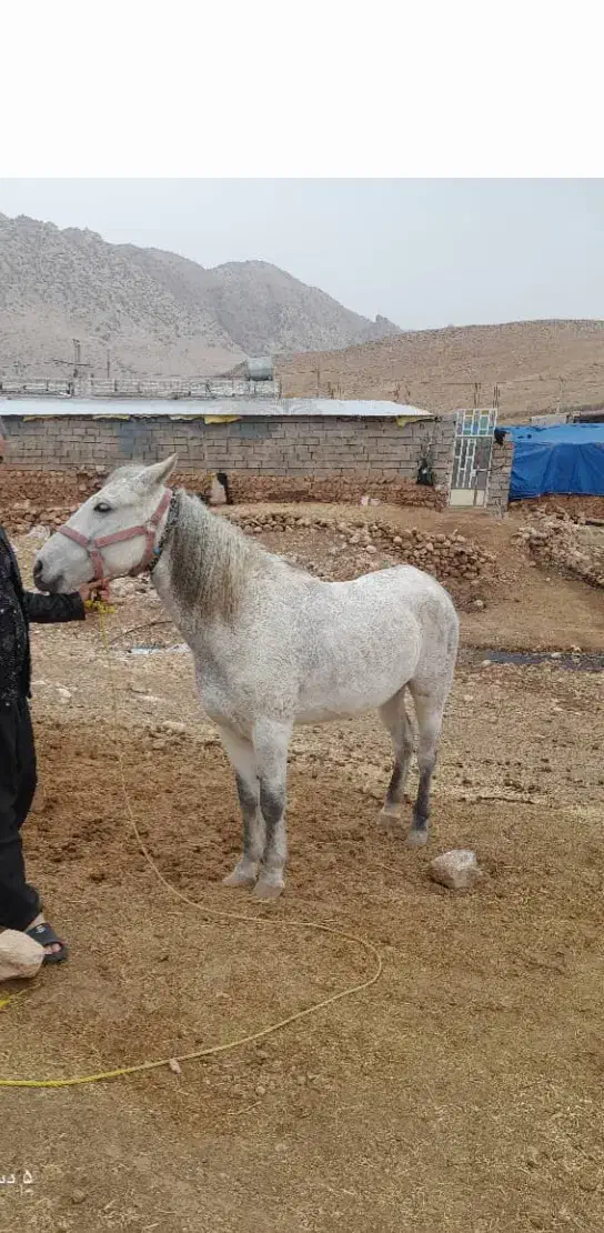 اسب مادیان|اسب و تجهیزات اسب‌سواری|کوهنانی, |دیوار