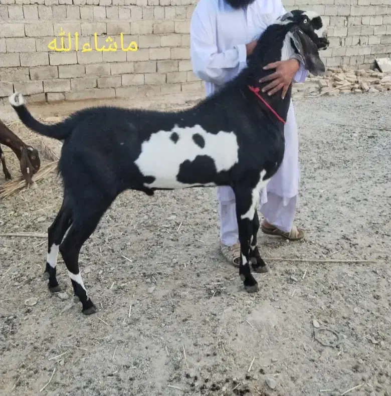 نربز پنجاب|حیوانات مزرعه|سراوان, |دیوار