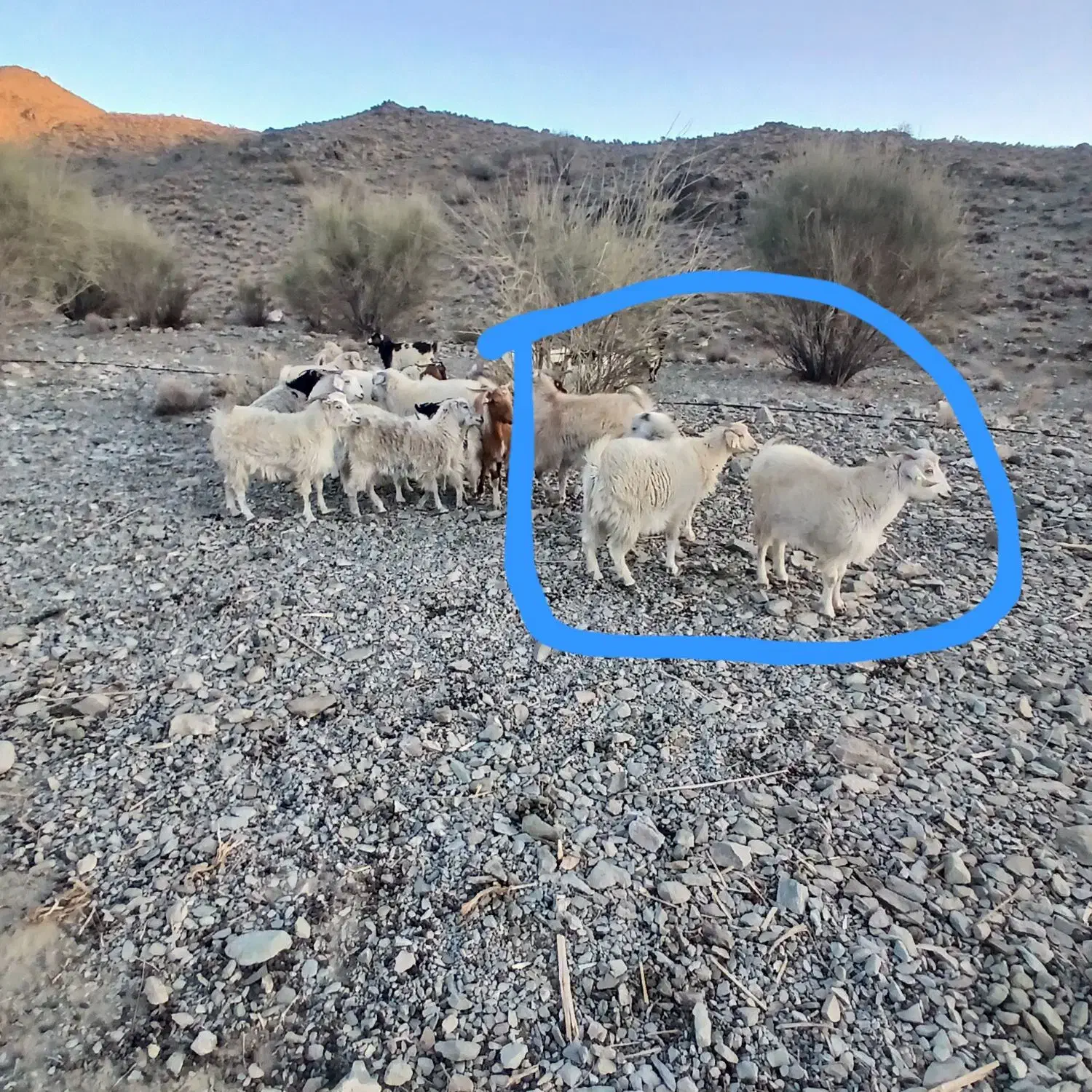 گوسفند  فروشی|حیوانات مزرعه|اسفندقه, |دیوار