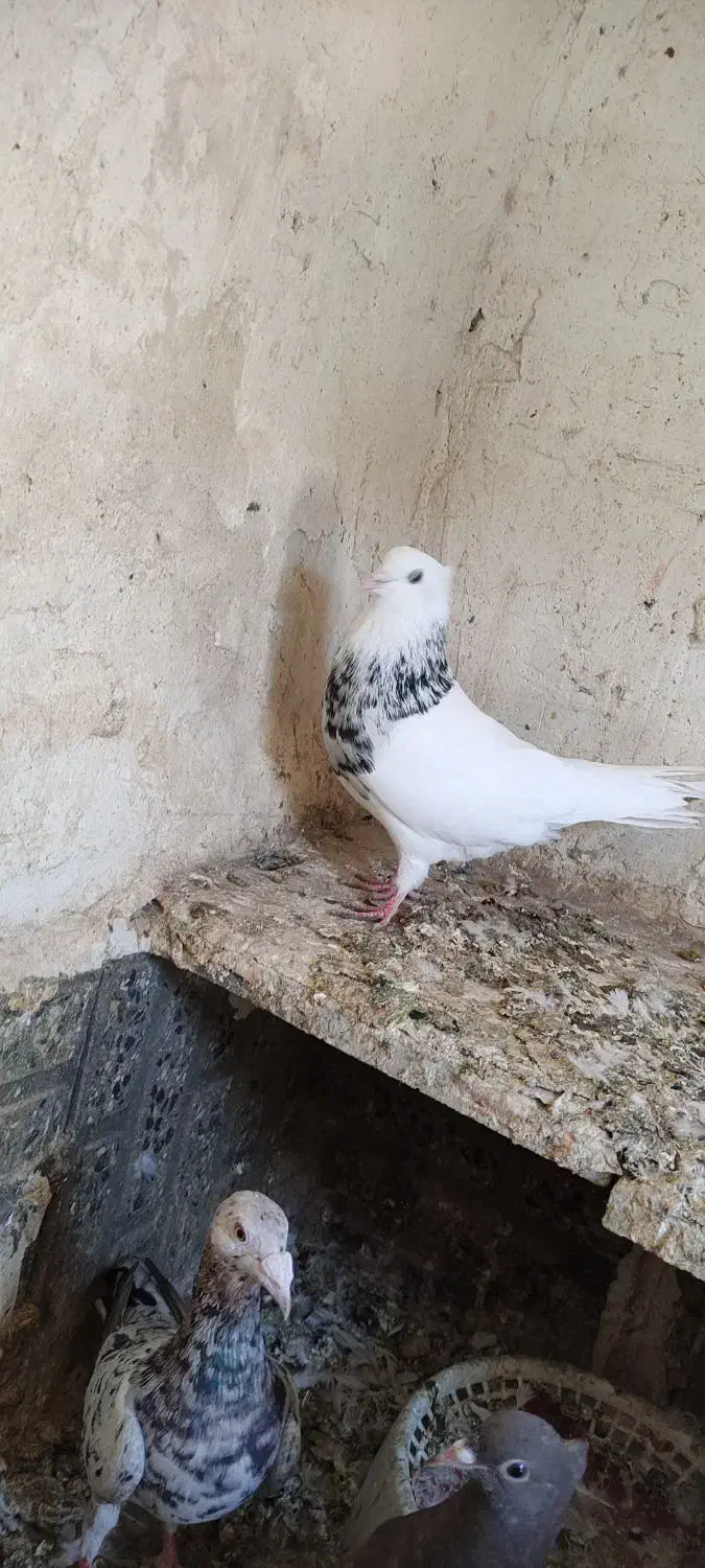 طوقی|پرنده|جوکار, |دیوار