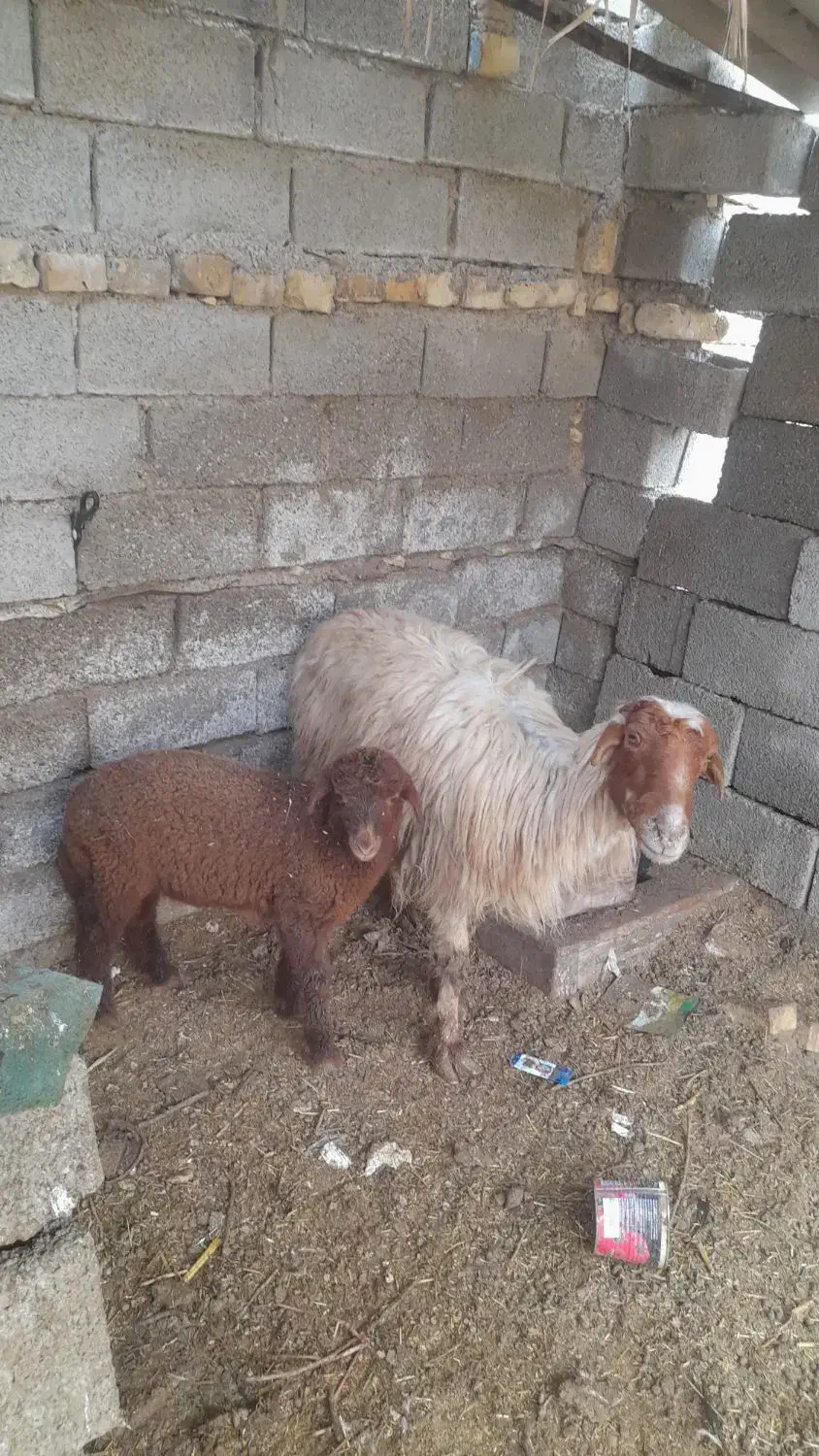 گوسفند مطفل نر|حیوانات مزرعه|آبادان, |دیوار