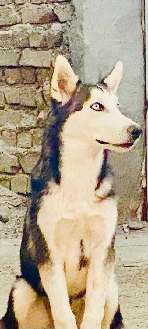 هاسکی نر|سگ|زاهدان, |دیوار