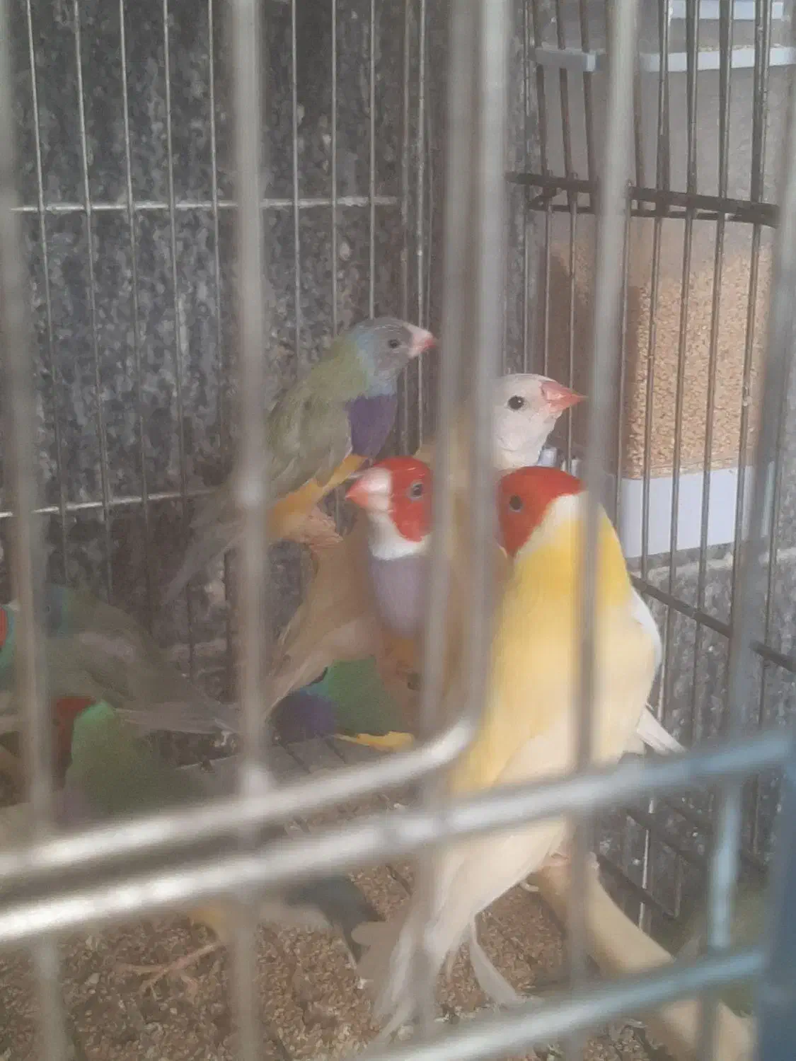 فنچ گلدین دونخوری مکانیزه|پرنده|شیراز, شهرک دارایی|دیوار