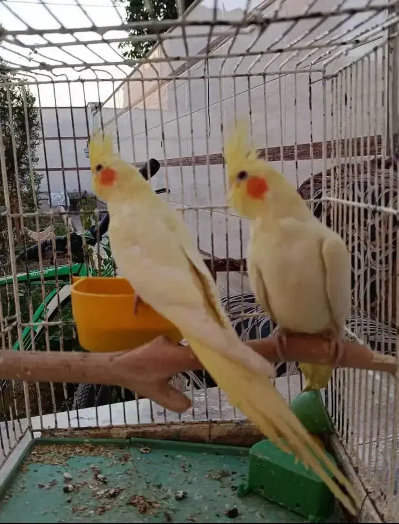 جوجه عروس هلندی لوتیتو زعفرونی|پرنده|مرودشت, کناره|دیوار