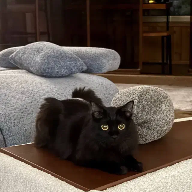 لیا خانوم|گربه|قم, قلعه یزدیها|دیوار