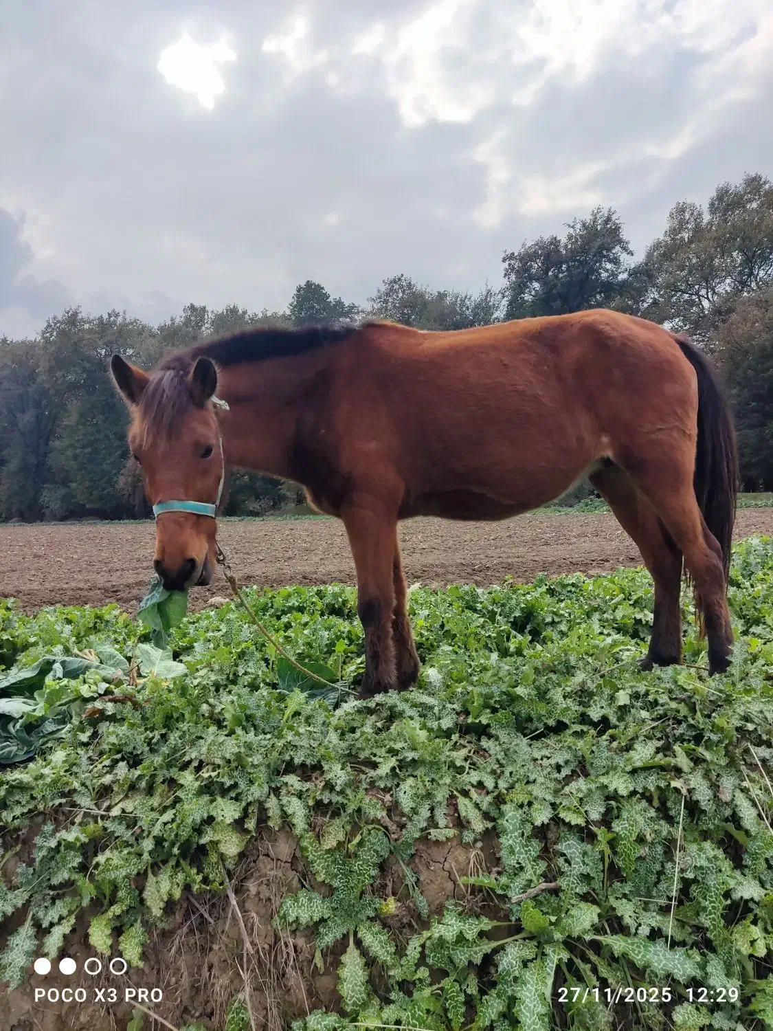 مادیان 7ماه شکم داره کرش هم 8ماهه|اسب و تجهیزات اسب‌سواری|گرگان, |دیوار