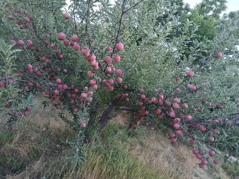 هرس کاری|خدمات باغبانی و درختکاری|تبریز, |دیوار