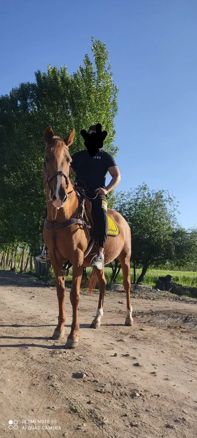 مادیان عرب|اسب و تجهیزات اسب‌سواری|مرند, |دیوار