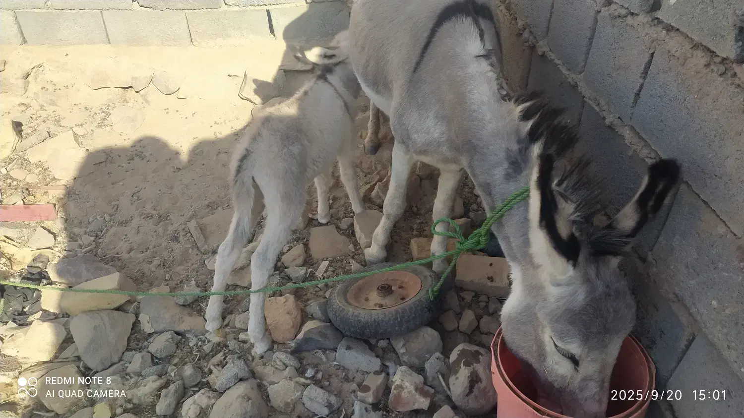 الاغ|حیوانات مزرعه|سده (خراسان جنوبی), |دیوار