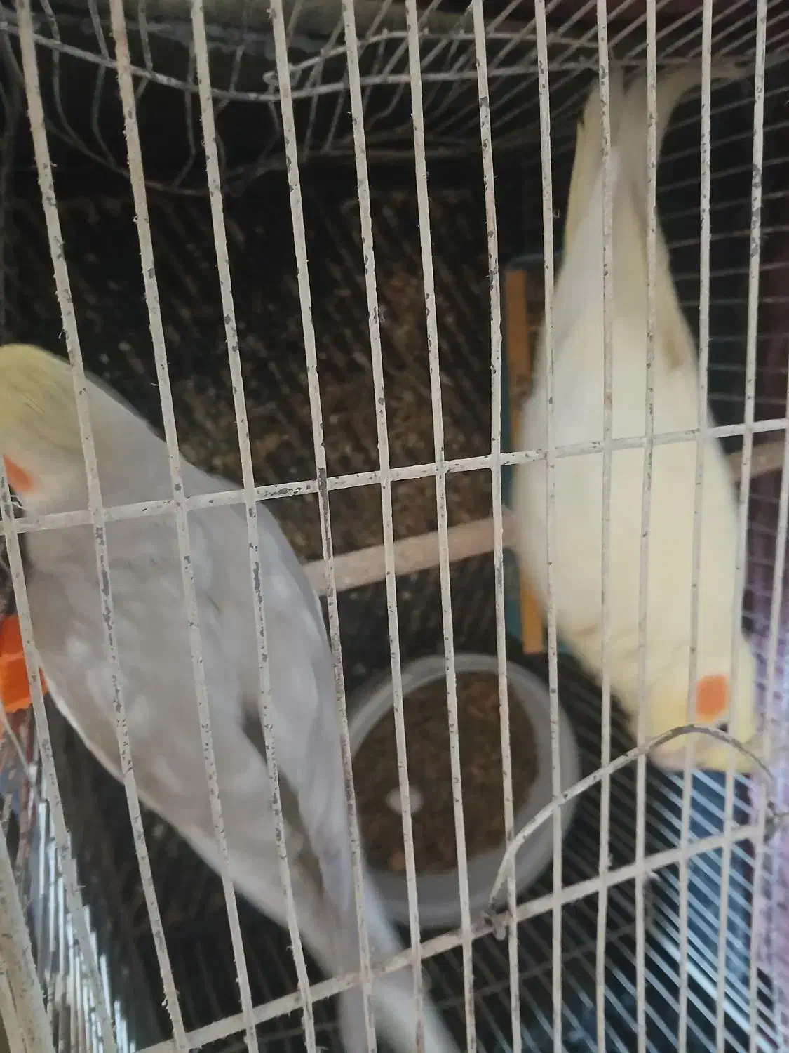 جفت عروس تخم گذاشتن|پرنده|اندیکا, |دیوار