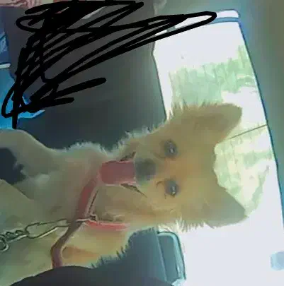 سگ گمشده|حیوانات|سیرجان, |دیوار