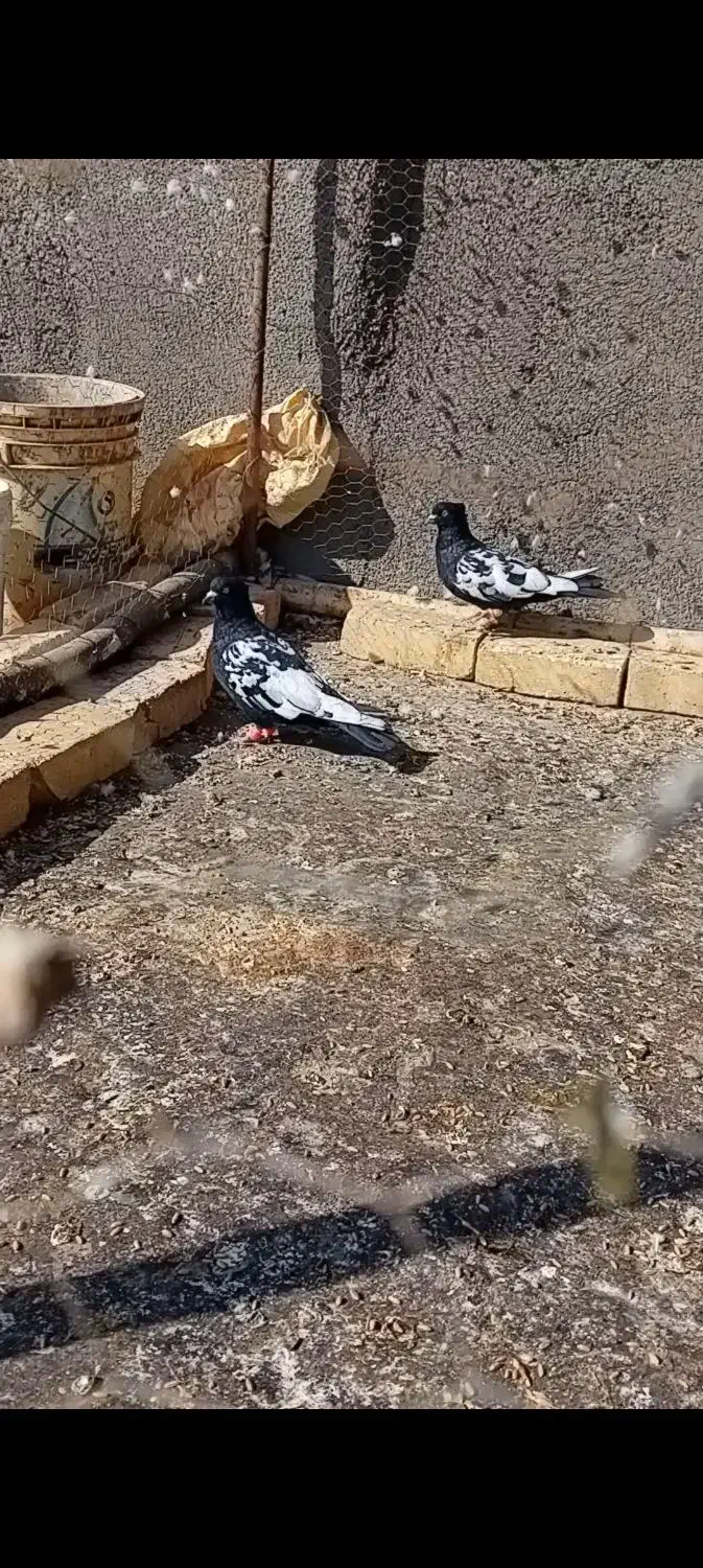 دمسیاه|پرنده|تاکستان, |دیوار