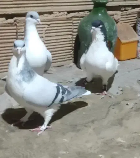 کود کبوتر|خدمات باغبانی و درختکاری|سبزوار, ابارش|دیوار