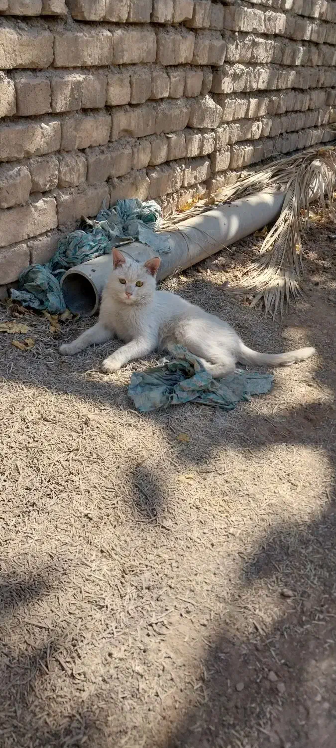 گربه سفید گمشده ما پیداش کردیم|گربه|اصفهان, کشاورزی|دیوار