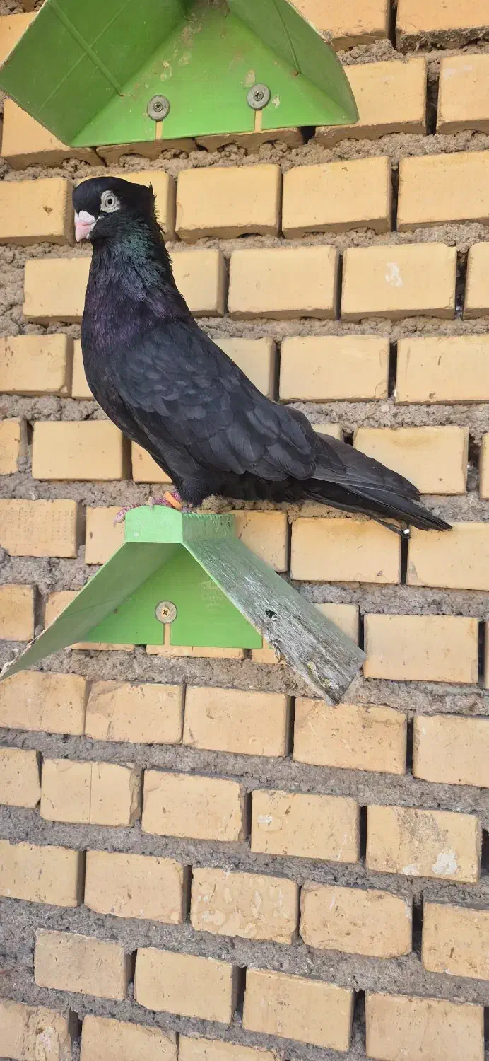 زاغ آبادانی عروسک|پرنده|آبادان, |دیوار