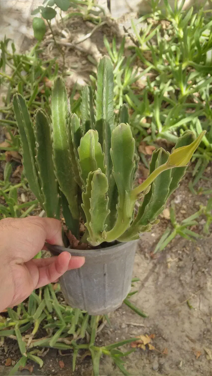 گل کاکتوس|گل و گیاه طبیعی|مشهد, هنرور|دیوار