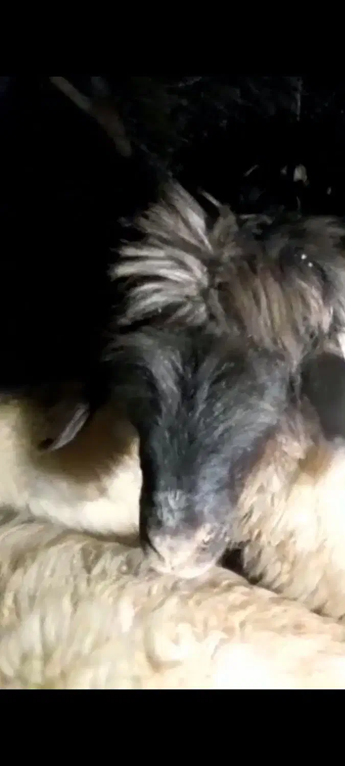 بره ماده قوچ خورده|حیوانات مزرعه|کامفیروز, |دیوار