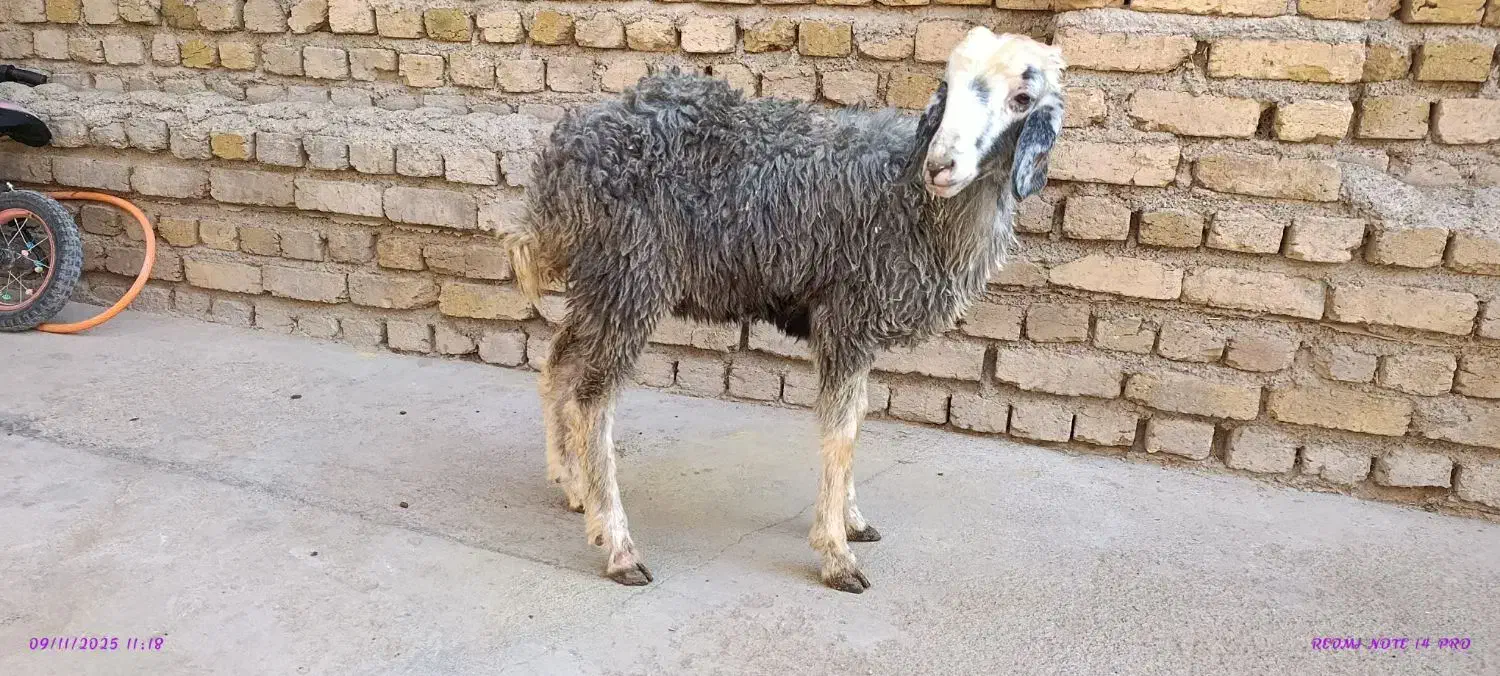 بره ماده جهت قربانی 25کیلو|حیوانات مزرعه|کرج, حیدرآباد|دیوار