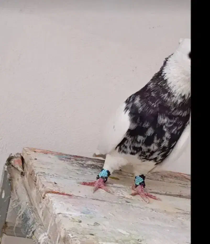 کبوتر|پرنده|کوهدشت, |دیوار