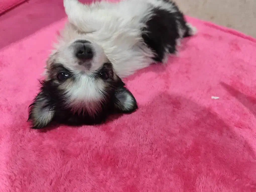 سگ پامر|سگ|فردیس, ثابتی|دیوار