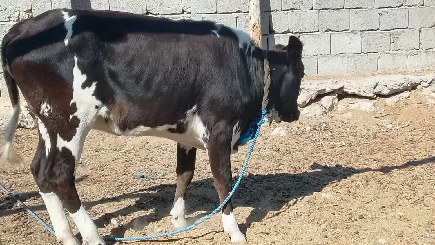 یک راس گاو نر سفید و یک راس پرو گوشتی|حیوانات مزرعه|قشم, |دیوار