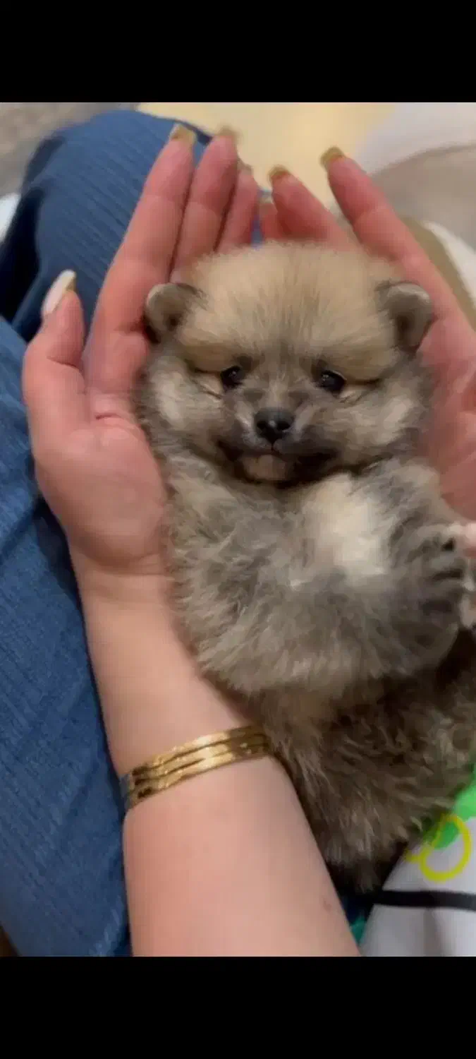 پامر خرسی عروسکی|سگ|رشت, دیانتی|دیوار