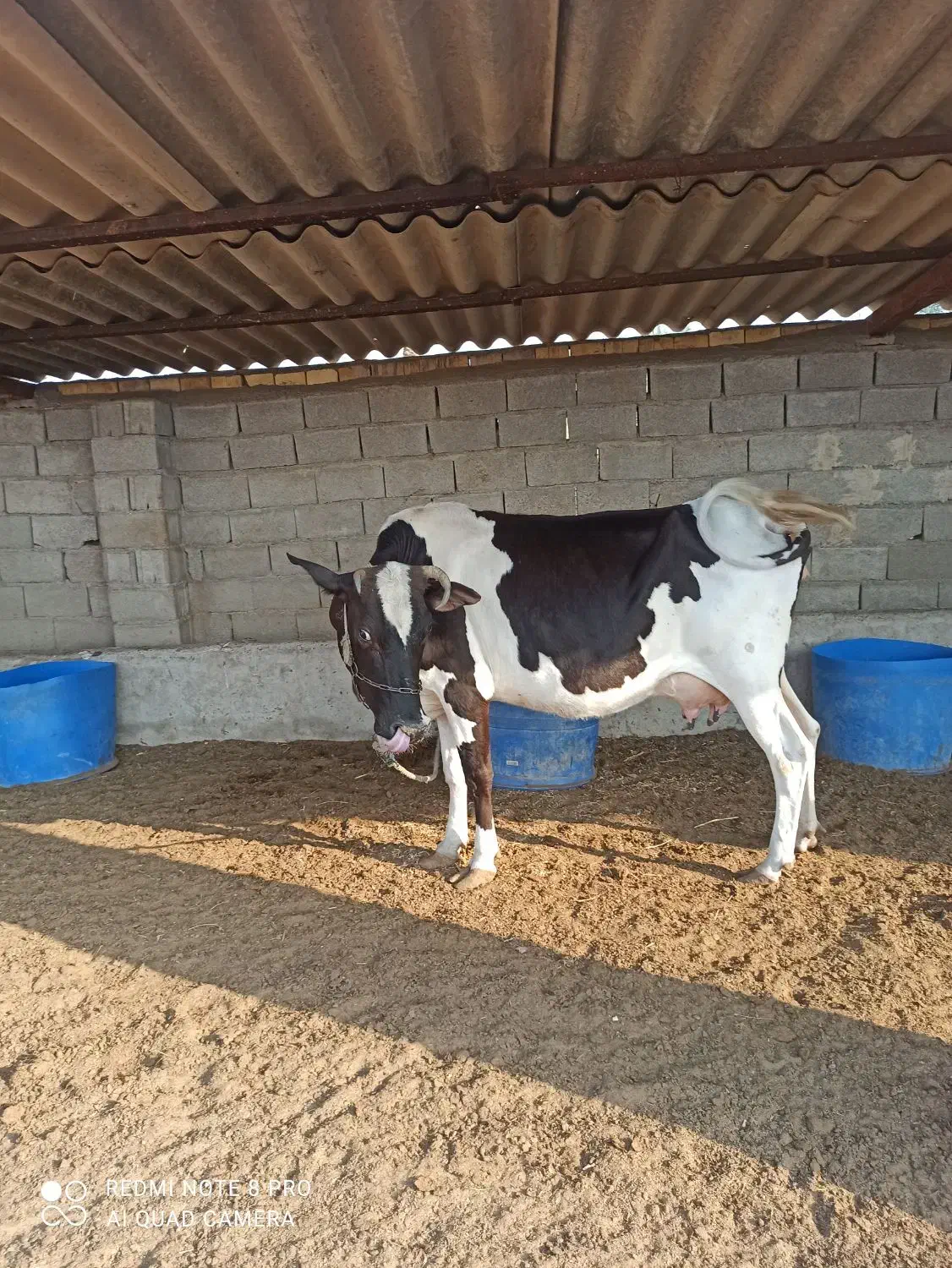 گاو با گوساله|حیوانات مزرعه|خرمشهر, |دیوار