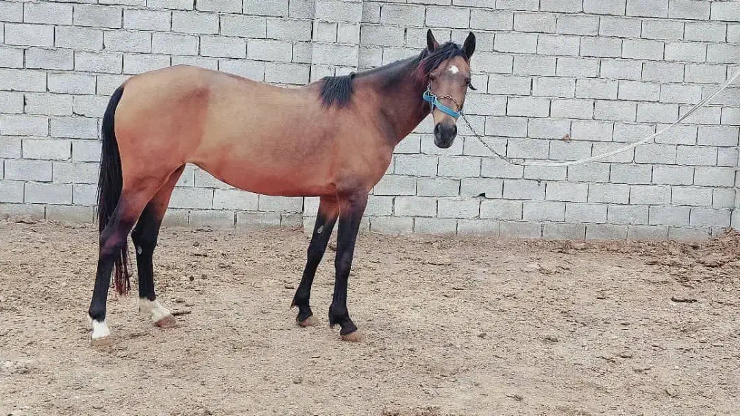 اسب ترکمن|اسب و تجهیزات اسب‌سواری|قرق, |دیوار