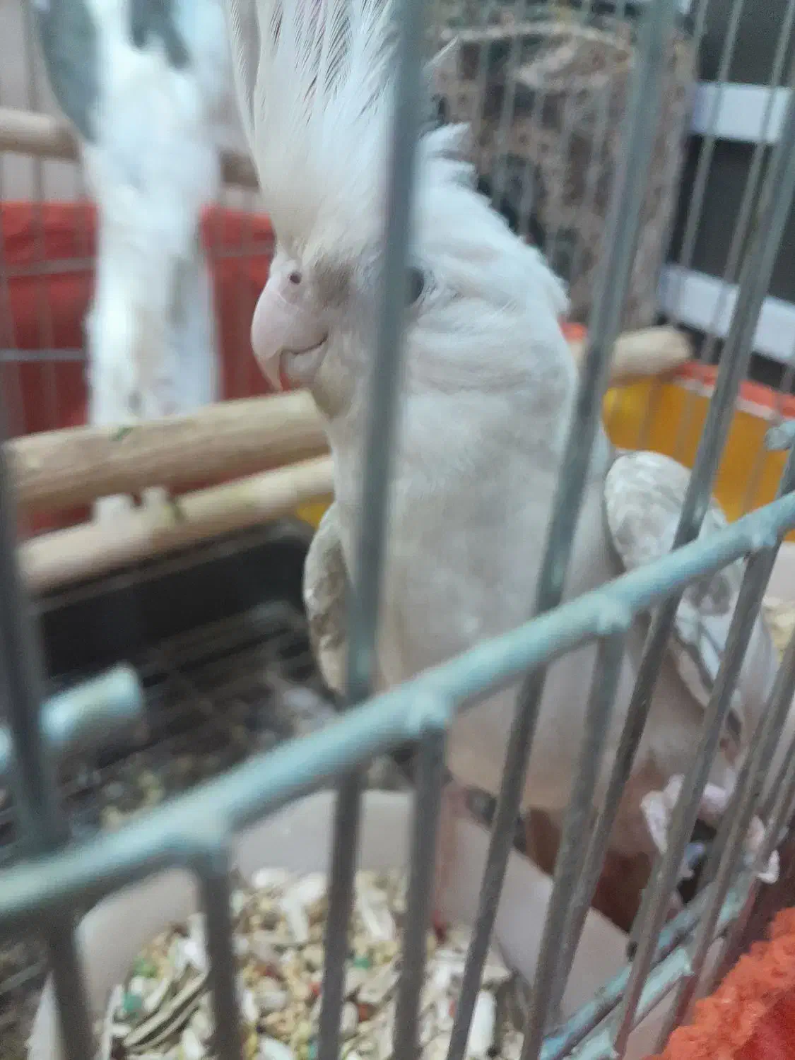 یه جفت عروس هلندی|پرنده|قم, ولیعصر|دیوار