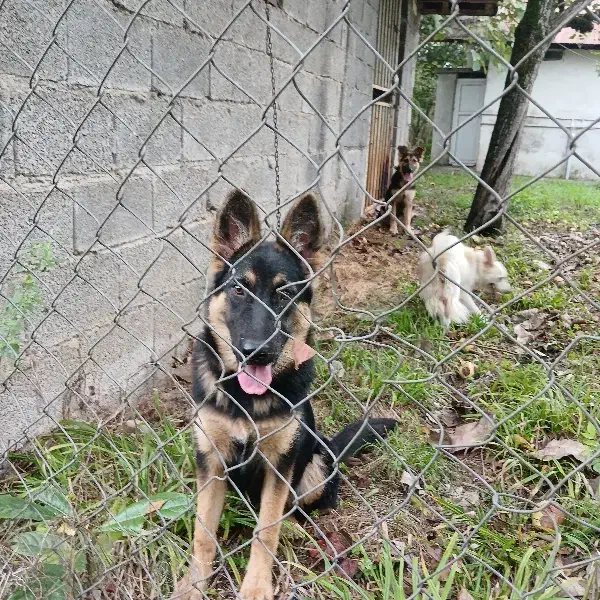 ژرمن نر و ماده ۴ ماهه|سگ|سنگر, |دیوار