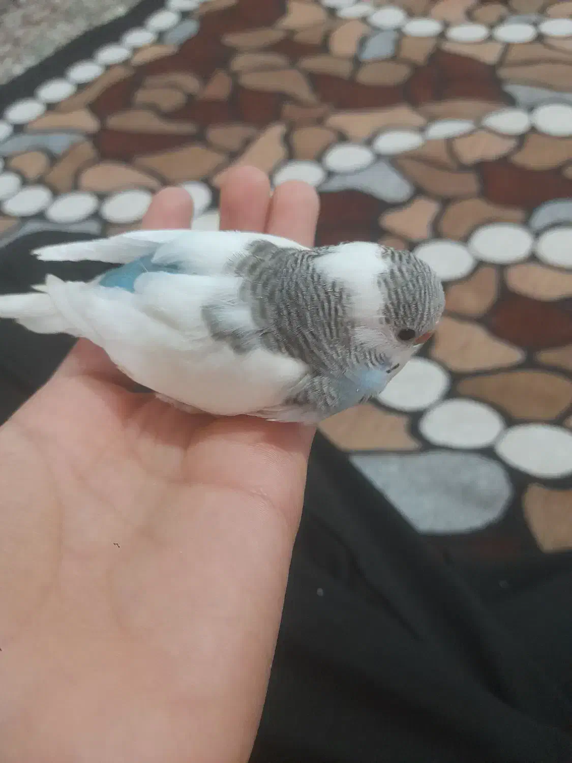 جوجه مرغ عشق|پرنده|کرمان, |دیوار