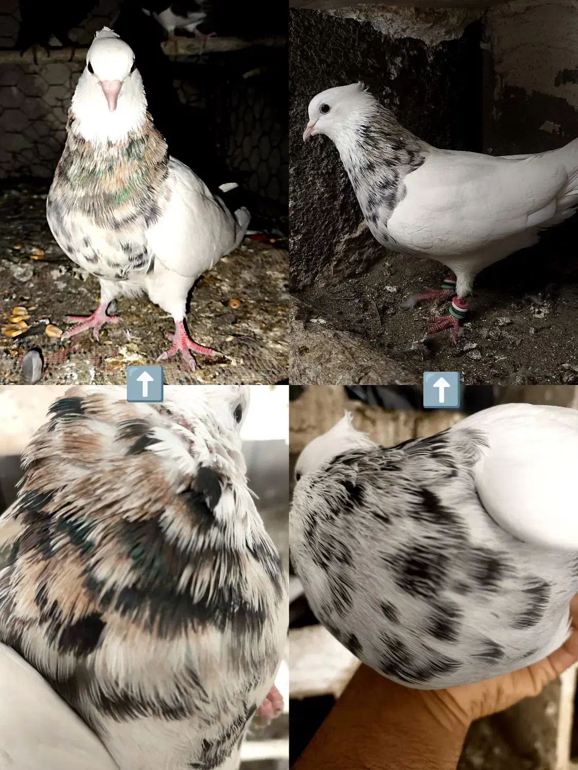 طوقی ،قره و ابلغ ،پلاکی|پرنده|شیراز, محمدیه|دیوار