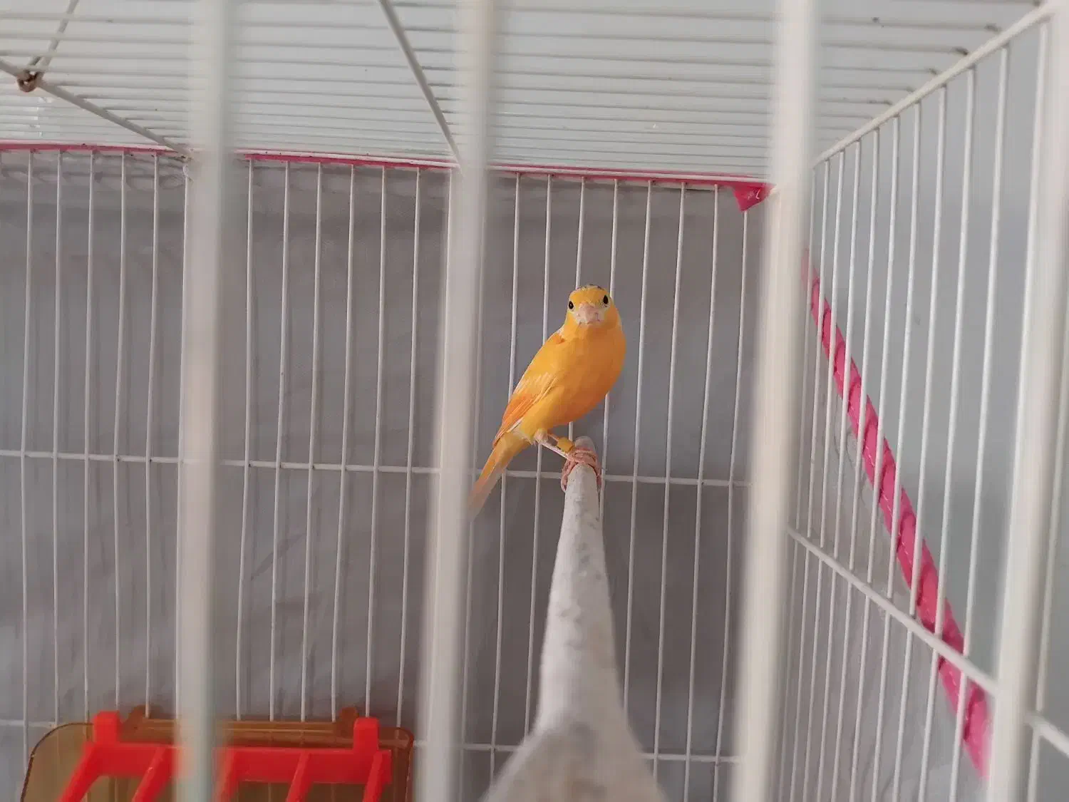 قناری|پرنده|چناران, |دیوار