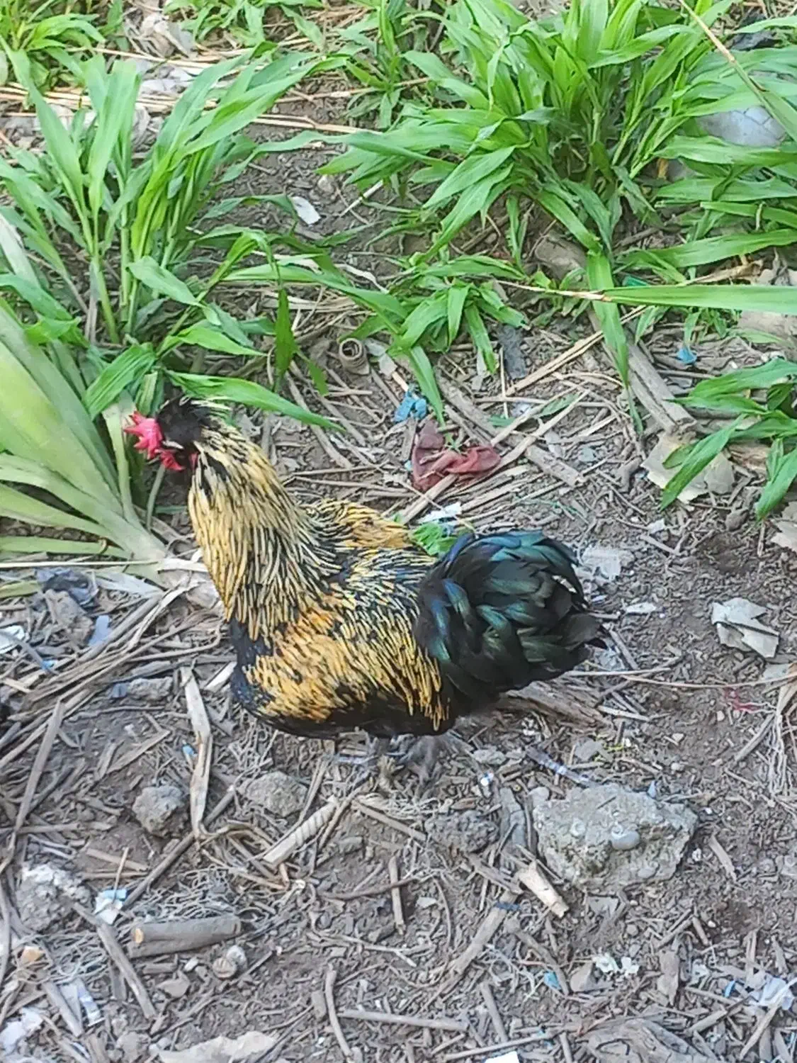 خروس محلی سنگین وزن|حیوانات مزرعه|نشتارود, |دیوار