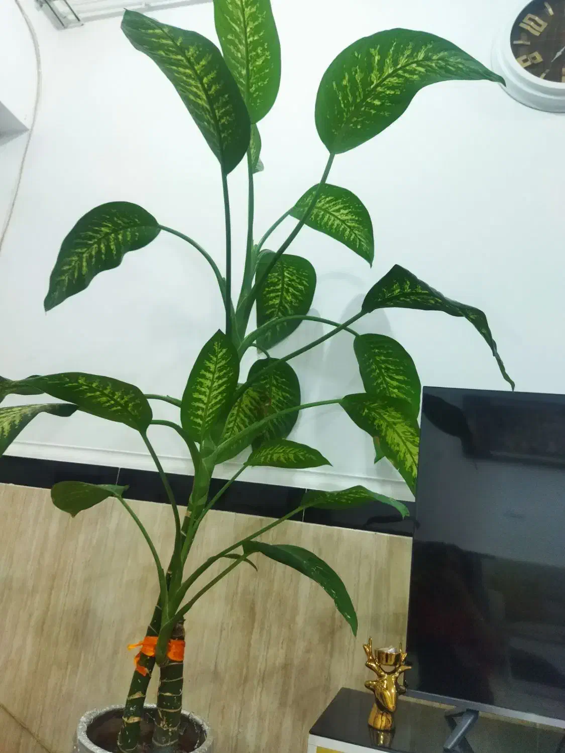 گل دیفن|گل و گیاه طبیعی|قروه, |دیوار